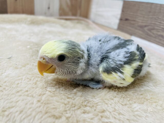 コザクラインコ（小桜インコ）