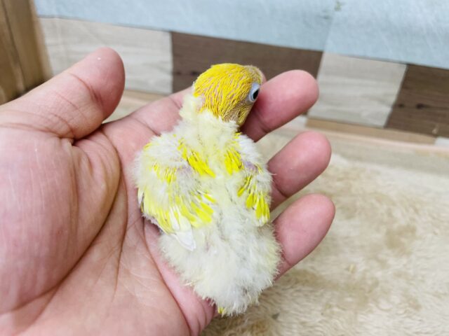 ヤマブキボタンインコ