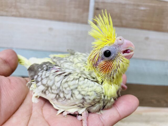 オカメインコ
