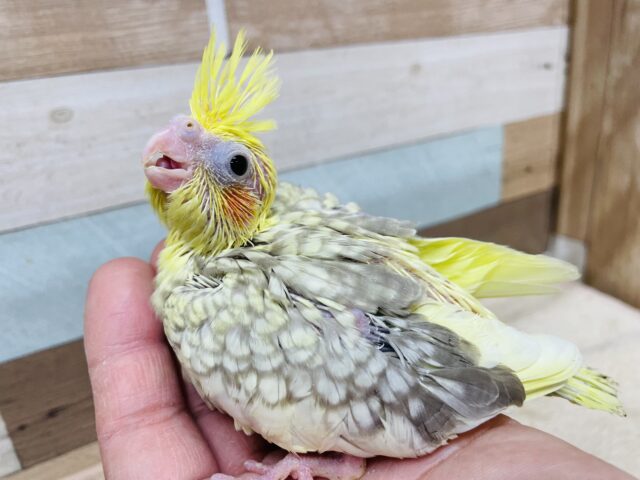 オカメインコ