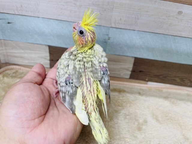 オカメインコ