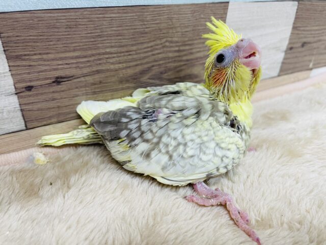 オカメインコ
