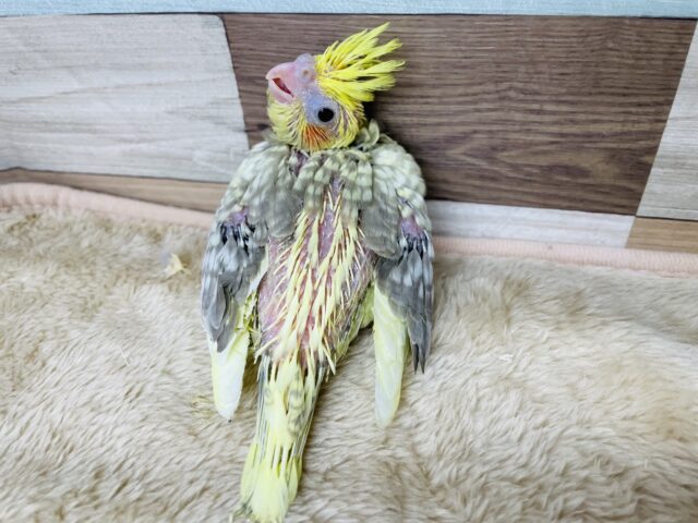 オカメインコ