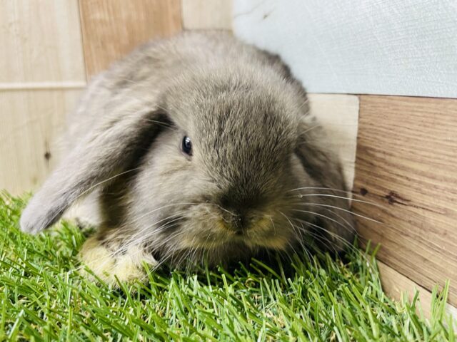 ロップイヤーラビット