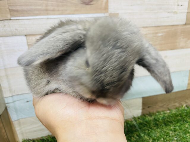 ロップイヤーラビット