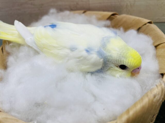 セキセイインコ