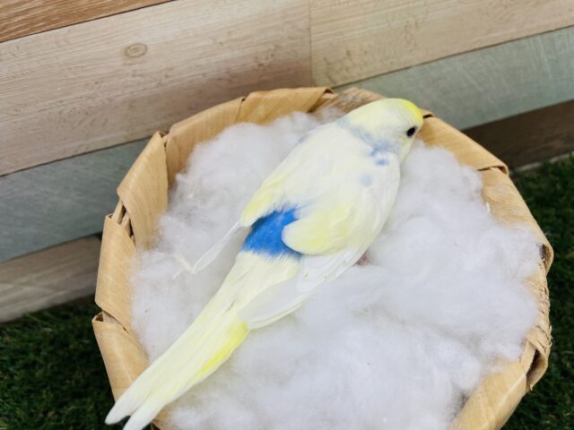 セキセイインコ