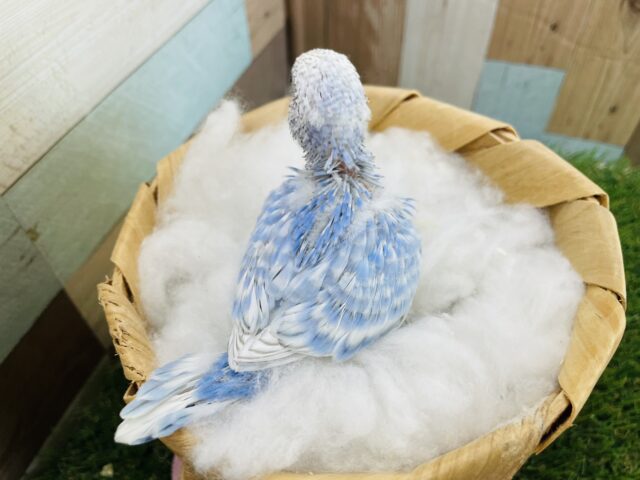セキセイインコ