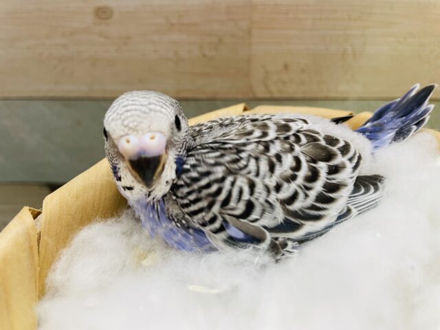 セキセイインコ