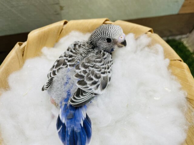 セキセイインコ