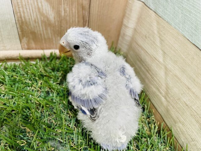 コザクラインコ（小桜インコ）