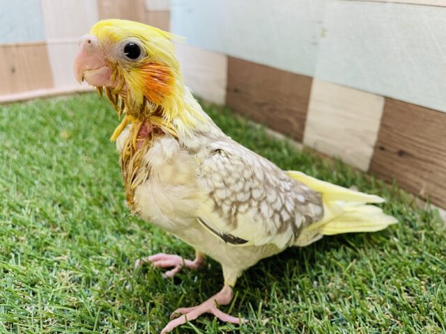 オカメインコ