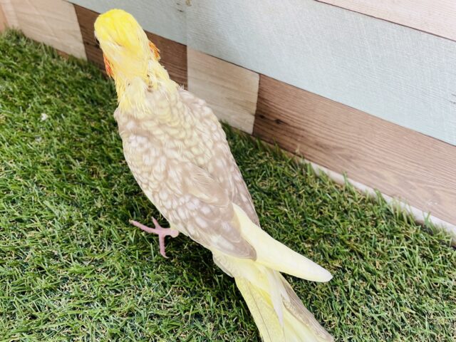 オカメインコ