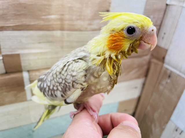 オカメインコ
