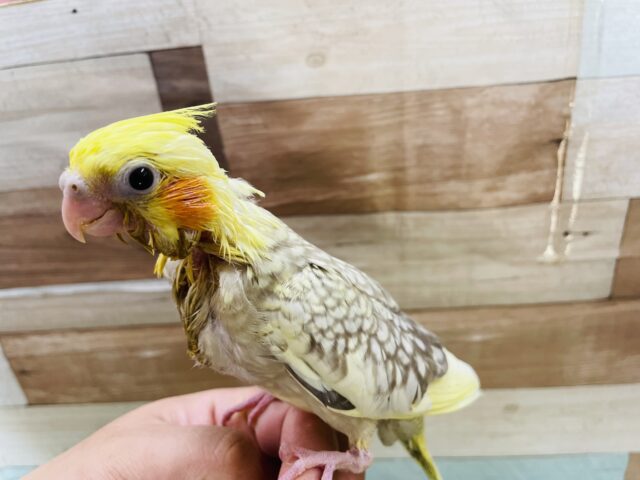 オカメインコ