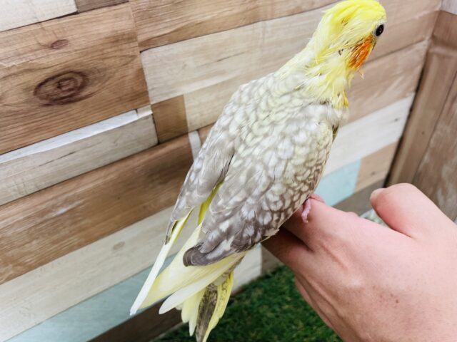オカメインコ