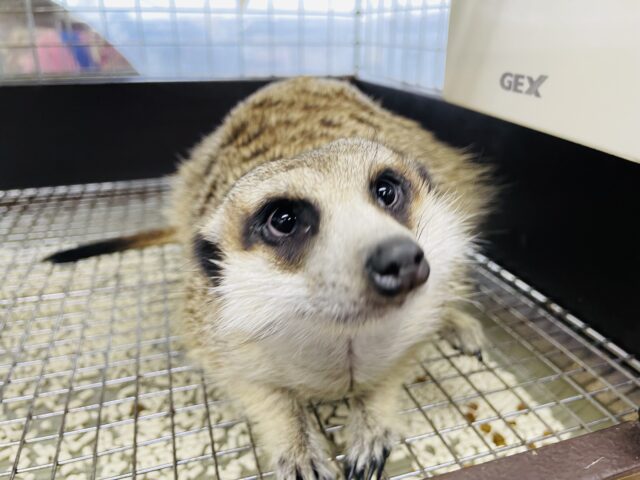 ミーアキャット