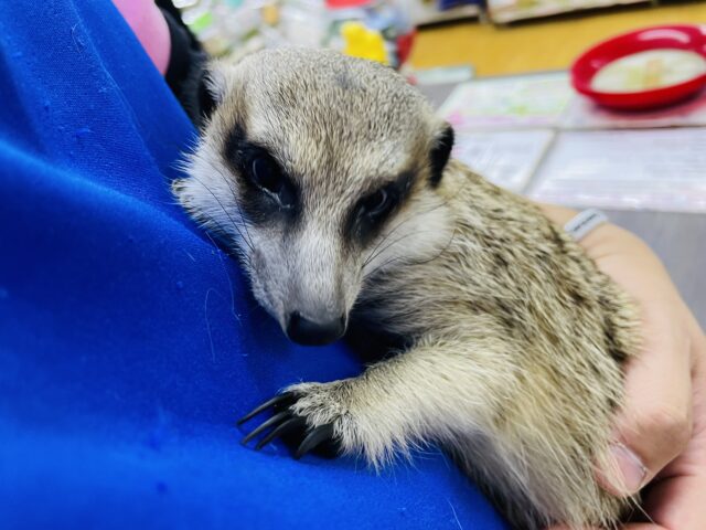 ミーアキャット