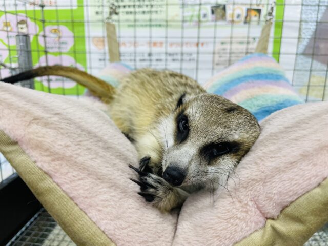 ミーアキャット