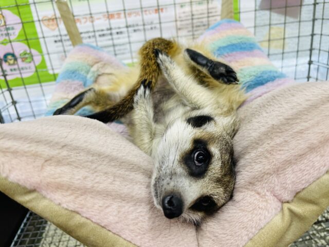 ミーアキャット