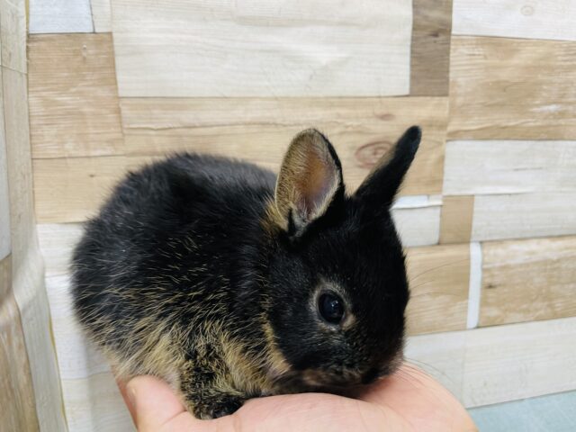 ネザーランドドワーフ