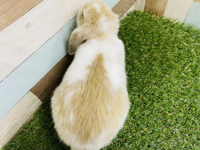 ホーランドロップ