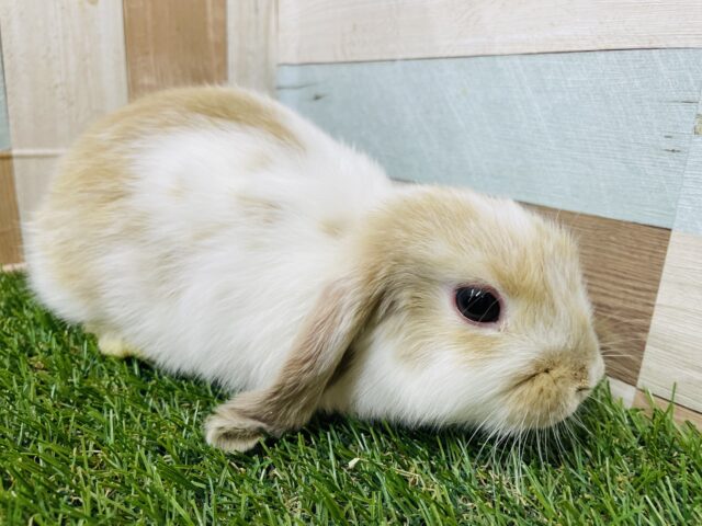 ホーランドロップ