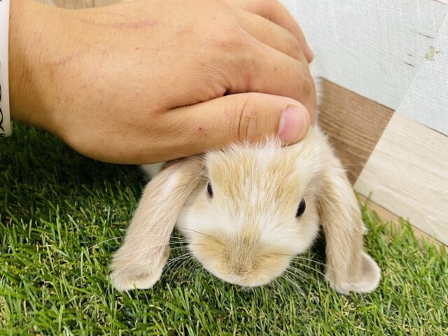 ホーランドロップ