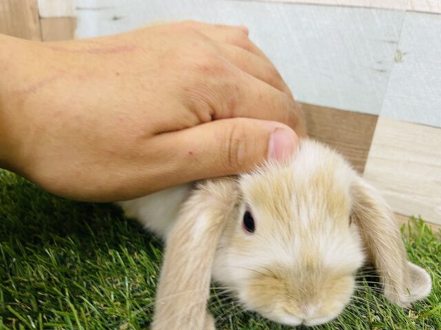 ホーランドロップ