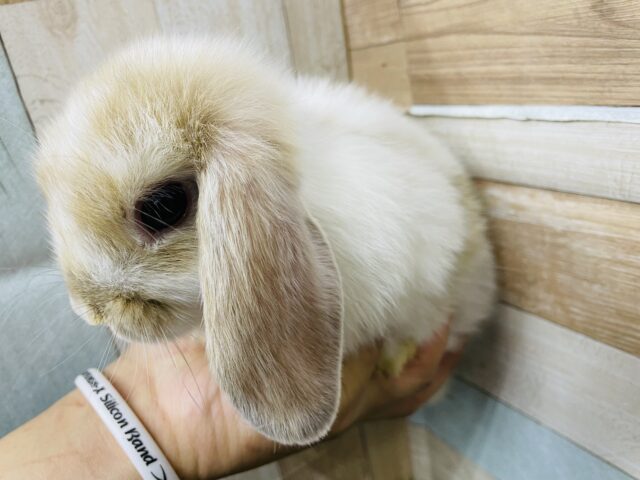 ホーランドロップ