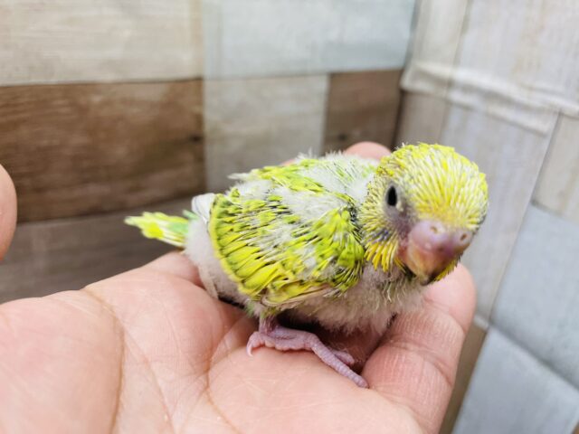 セキセイインコ