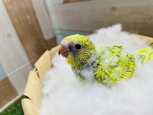 セキセイインコ