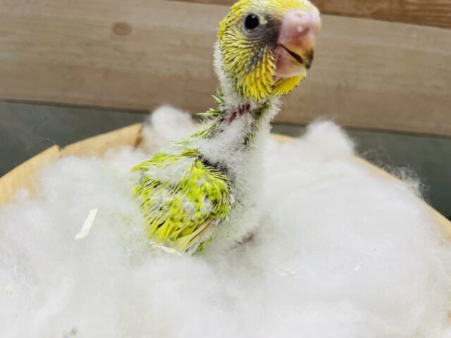 セキセイインコ