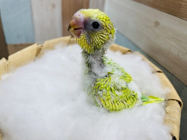 セキセイインコ