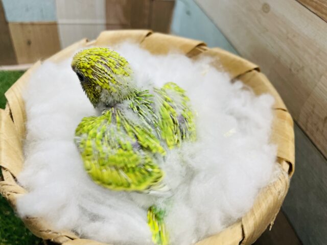 セキセイインコ