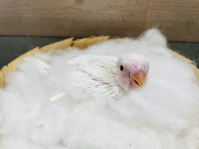 セキセイインコ