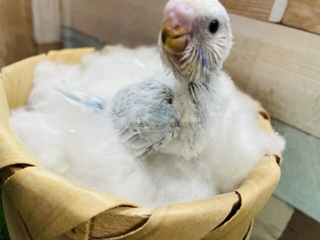 セキセイインコ