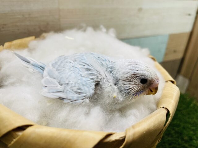 セキセイインコ