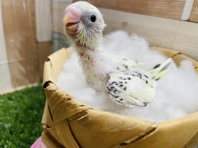 セキセイインコ