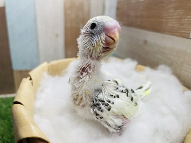 セキセイインコ