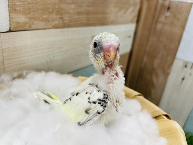 セキセイインコ
