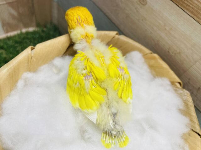 明るさ全開の綺麗なヒナさん☀️ヤマブキボタンインコのイエロー! ヤマブキボタンインコ