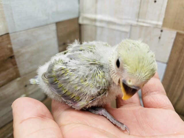 コザクラインコ（小桜インコ）