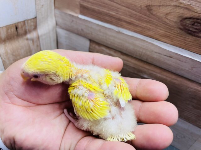 コザクラインコ（小桜インコ）