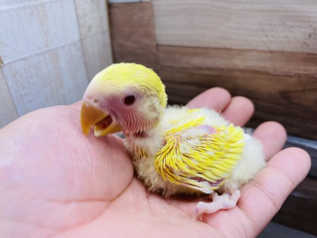 コザクラインコ（小桜インコ）