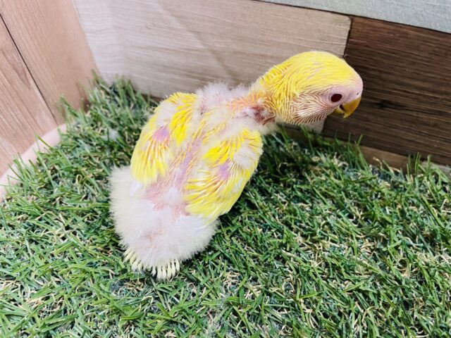 コザクラインコ（小桜インコ）