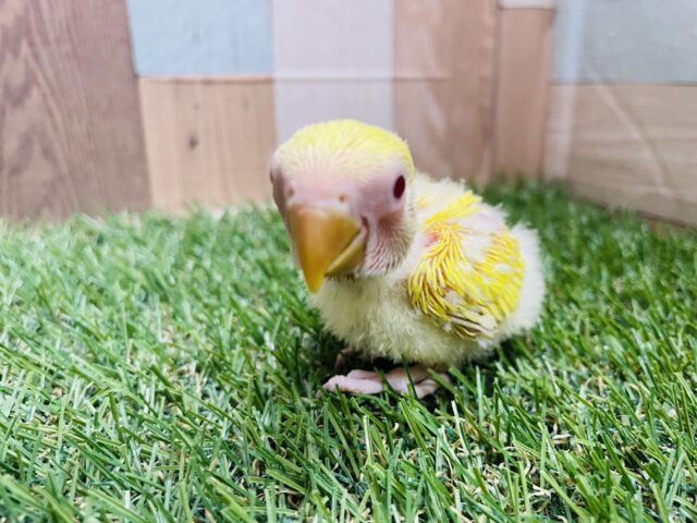 コザクラインコ（小桜インコ）