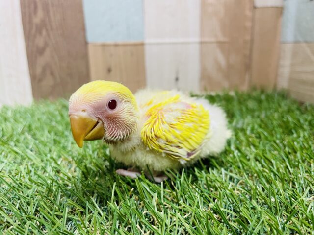 コザクラインコ（小桜インコ）