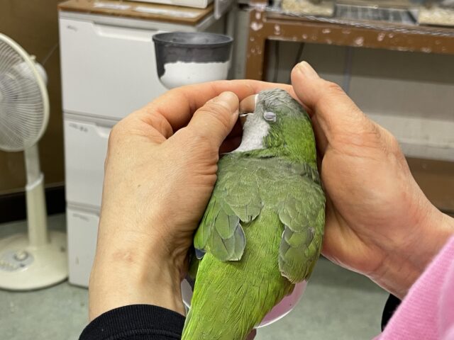 最新画像あり!オキナインコ グリーン💚カキカキ大好き!甘えんぼ〜❤️ オキナインコ