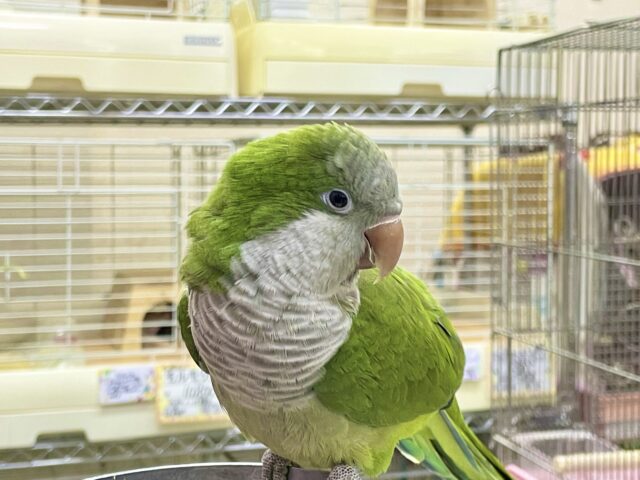 最新画像あり!オキナインコ グリーン💚カキカキ大好き!甘えんぼ〜❤️ オキナインコ